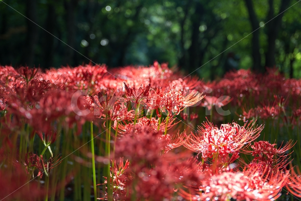 풍경,꽃,꽃무릇,flower,상사화,식물,자연,plants,nature,꽃,flower