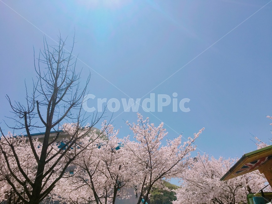 plant,꽃,벚꽃,하늘,flower,blossom,sky,봄,계절,spring,season,식물,자연,plants,nature,꽃,flower