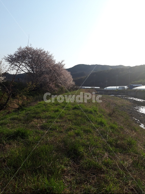 픙경,가로수,나무,언덕,숲