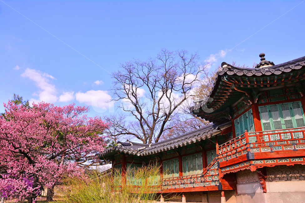 한국전통,고궁,봄꽃,홍매화,매화,궁궐,창덕궁,전통,배경,바탕,백그라운드,korean,traditional,ancientpalace,spring,시즌,계절,조선시대,건축물,서울,기와집,하우스,집,한국적,코리안,돌담,울타리,분홍색,핑크색,season,하늘,구름,전통패턴,봄,계절,spring,season,한국전통,한국문화,korean traditional,korean culture,랜드마크,landmark,tourist attraction,한국랜드마크,한국관광지,한국명소,korea landmark,korea tourist attraction,건축물,건물외관,exterior,building,structure,architecture,construction,건물,temple,신전