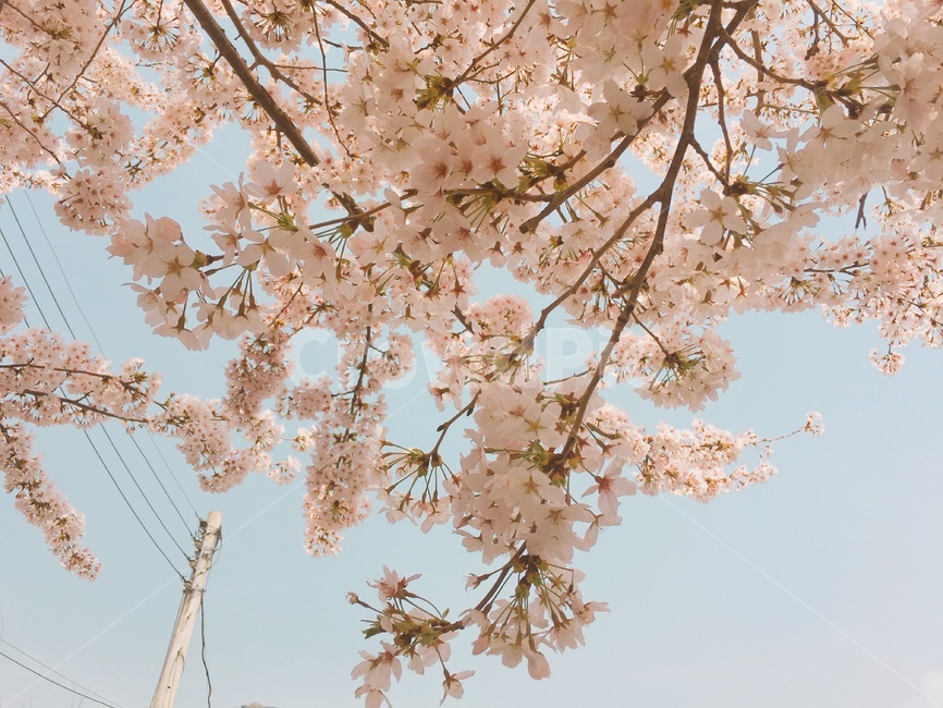 벚꽃,벚꽃축제,진해군항제,군항제,봄,꽃,벚꽃놀이,꽃놀이,벚나무,벚꽃길,plant,식물,blossom,flower,cheeryblossom,spring
