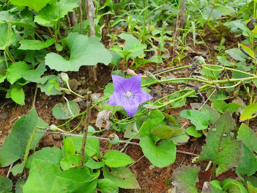 도라지꽃,도라지,보라색꽃,보라꽃,별,별모양,star,식물,plant,꽃,flower,blossom,밭,farm,농작물,자연,nature,농장,주말농장,green,violet,식물,자연,plants,nature,꽃,flower