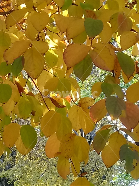 가을,단풍,낙엽,maple,plant,식물,단풍나무,단풍잎,leaf,잎,tree,나무,계절,fallautumnseason,가을단풍,자연,풍경,경치,가을,계절,fall,autumn,season,식물,자연,plants,nature,나무,trees,wood,veins,정맥