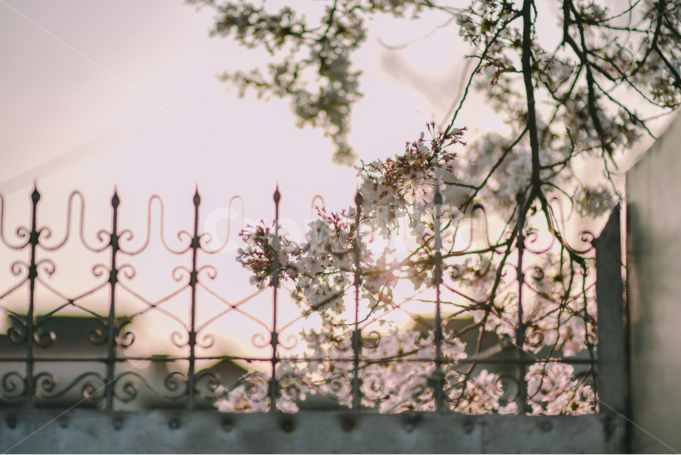 봄,벚꽃,봄꽃,벚나무,철문,빛,봄,계절,spring,season,식물,자연,plants,nature,꽃,flower,감성,sensible,feeling,휴식,힐링,rest,relaxation,healing,plant