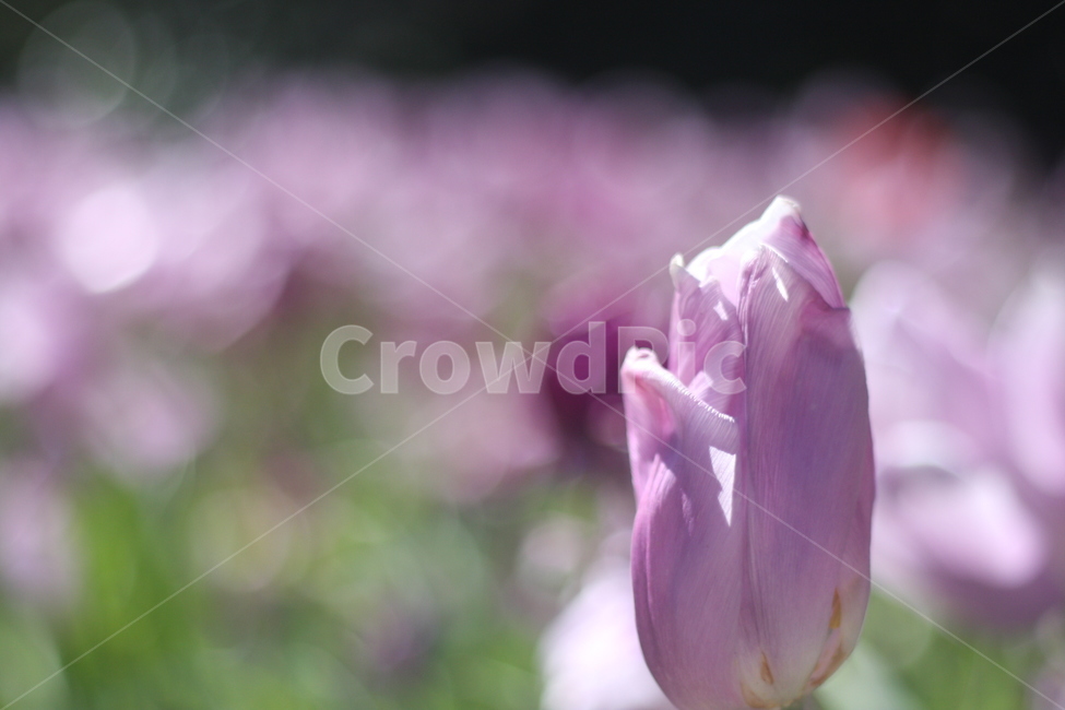 꽃,작약,정원,식물,봄,flower,garden,peony,spring,봄,계절,spring,season,식물,자연,plants,nature,꽃,flower,plant