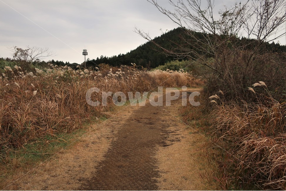 제주,억새,억새풀,군락지,자연,억새밭,풍경,바람,경치,경관,자연,풍경,nature,landscape,식물,plants