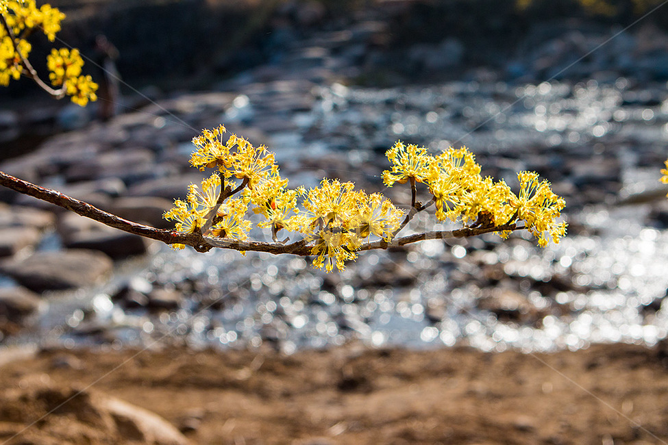 산수유,구례,봄,꽃,노란꽃,봄,계절,spring,season,식물,자연,plants,nature,꽃,flower,plant