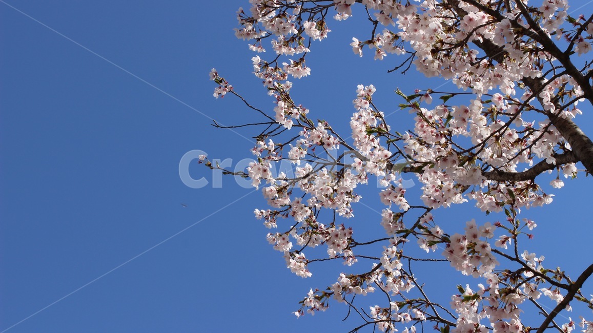 cherryblossom,blossom,벚꽃,벚꽃잎,벚꽃나무,plant,식물,flower,꽃,3월,4월,봄,봄꽃,spring,march,april