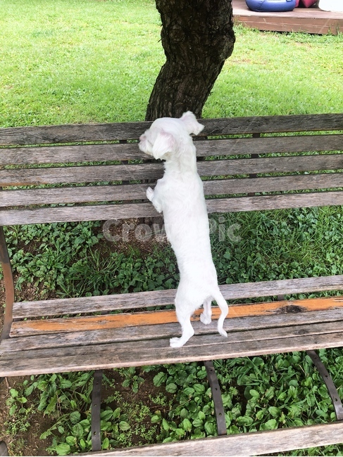 벤치,bench,parkbench,강아지,애견산책,산책,들판,애견인,동물,animal,개,강아지,dog,doggy