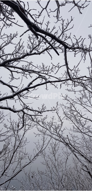 눈,눈꽃,눈덮인산,풍경,나무,산성,겨울,계절,winter,season,자연,풍경,nature,landscape