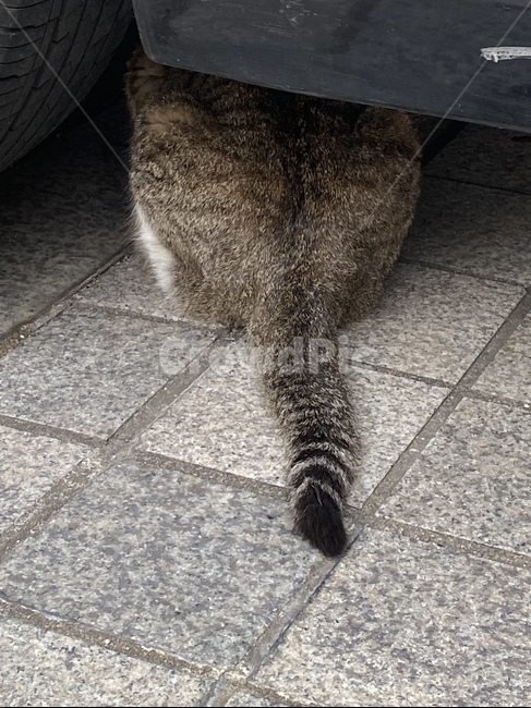 고양이,길고양이,도둑고양이,floor,고양이뒤태,고양이엉덩이,바닥,flooring