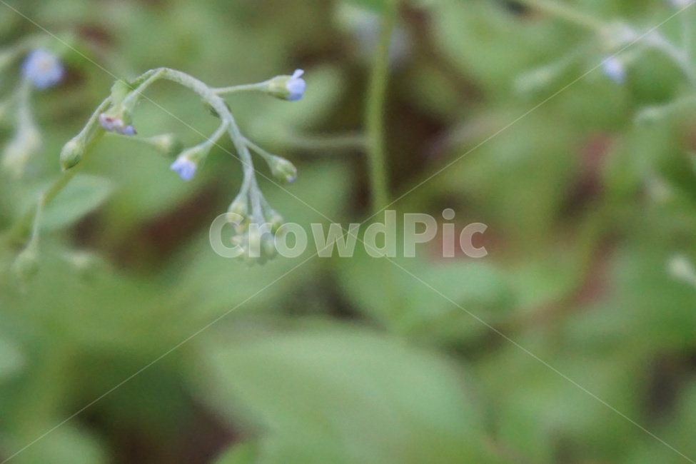 봄,4월,풀꽃,보라색,작은꽃잎,싱그러움,초록색,자연,식물,자연,plants,nature,꽃,flower