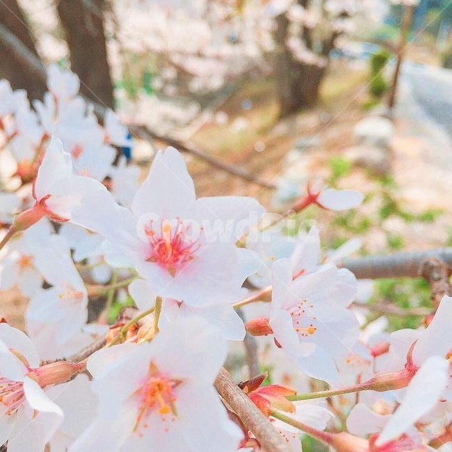 봄,벚꽃,핑크,꽃,사랑,봄,계절,spring,season,식물,자연,plants,nature,꽃,flower,plant