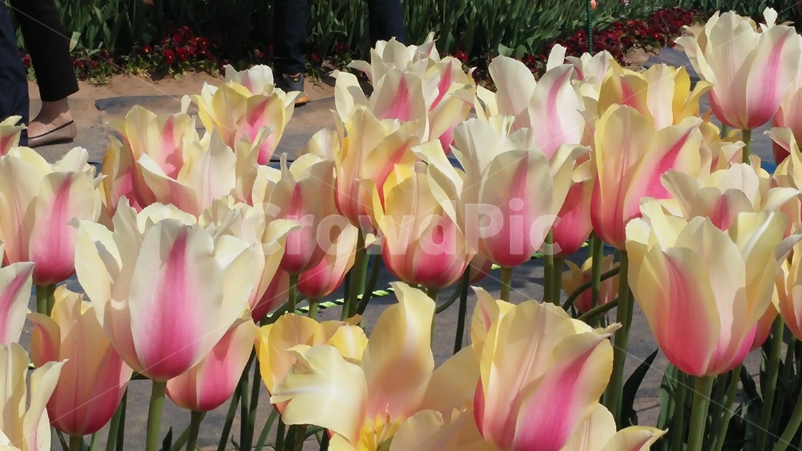꽃,flower,축제,튤립,봄,꽃축제,식물,자연,plants,nature,꽃,flower