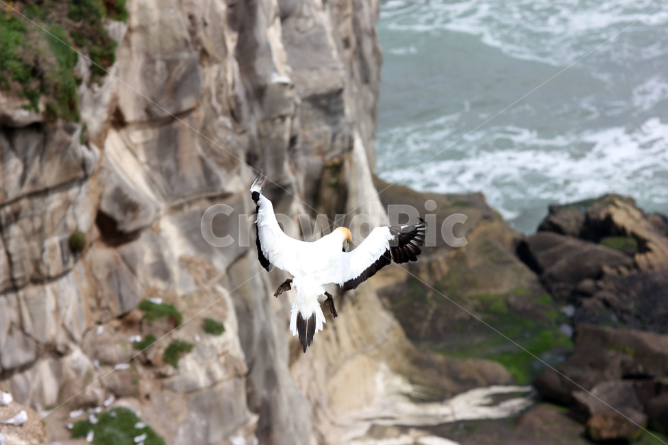 가넷,갈매기,새,garnet,seagull,gull,바다새,하늘,바다,둥지,동물,animal,조류,새,birds