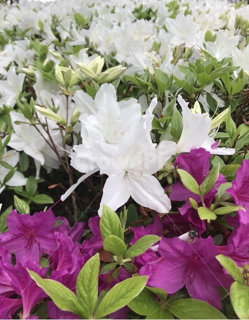 flower,자연,플라워,식물,꽃,봄,계절,spring,season,식물,자연,plants,nature,꽃,flower,plant,blossom