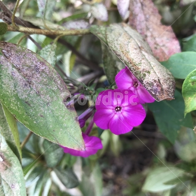 Flower,Phlox,Sukgeun phlox,phlox,Flower fern family,perennial plant,pink flower,ornamental,flower,grass oleander,plant,Sky Tiger Tree,PhloxpaniculataL,Oleander,Sugeun Prox,prox