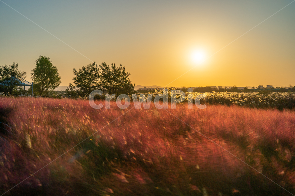 핑크뮬리,pinkmuhlygrass,일몰,sunset,sundown,nature,자연,outdoors,field,들,자연,풍경,nature,landscape,식물,plants