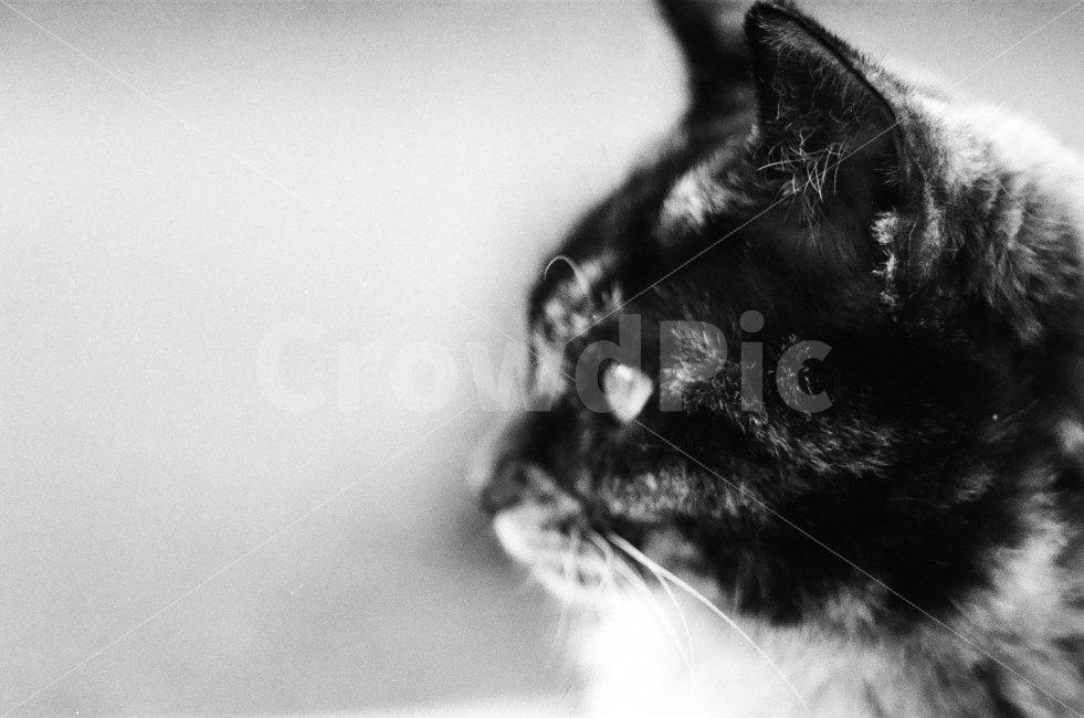 고양이,옆모습,흑백필름,필름사진,동물,자연,동물,animal,포유류,mammal,고양이,cat,kitten,kitty,흑백,모노톤,monochrome,black and white