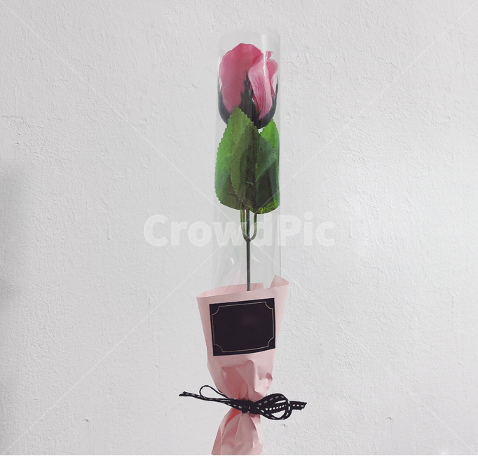 꽃,방,흰색,분홍색,장미