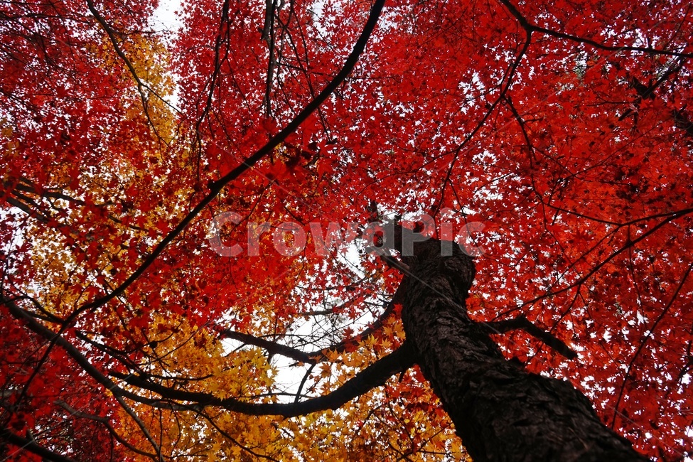 가을,단풍,단풍나무,화려함,가을풍경,autumn,fall,autumnleaves,plant,nature,계절,나무,븕은색,maple,red,season,colorful,느낌,감성,trees,branches,울긋불긋,자연가을,자연,가을감성,가을느낌,가을배경,풍경,가을,계절,fall,autumn,season,식물,자연,plants,nature,나무,trees,wood,leaf,잎,tree
