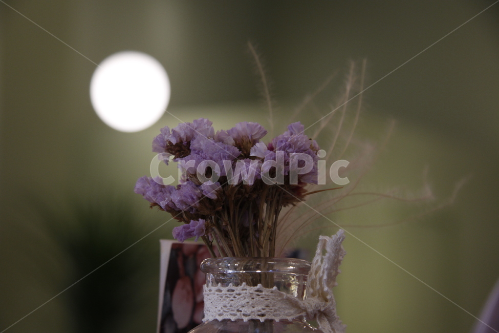 plant,식물,은은함,감성,카페,꽃,화기,꽃꽃이
