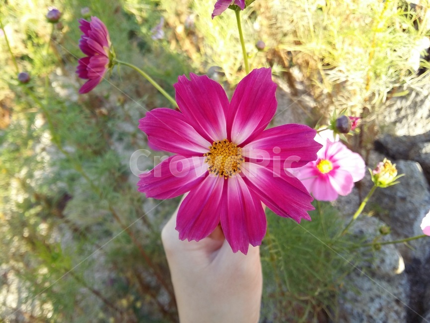 코스모스,꽃,꽃잎,자연,nature,flower,힐링,휴식,계절,plant,식물,petal,손,cosmos,가을,fall,꽃구경,감성사진