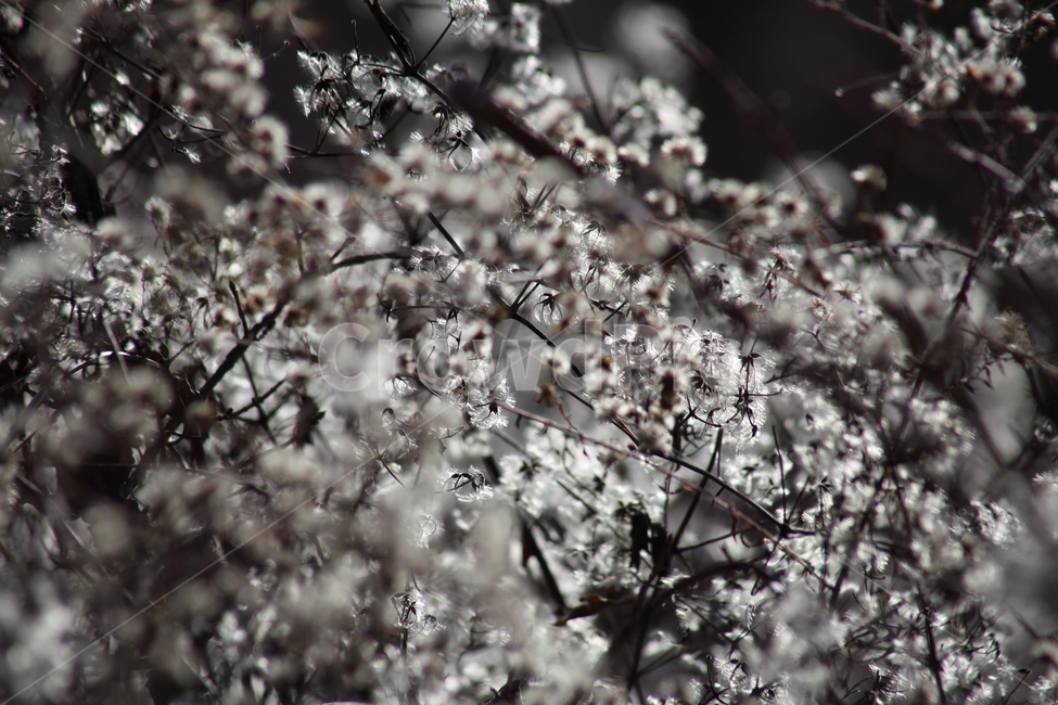 사위질빵,종자,씨앗,번식,clematisapiifolia,식물,자연,plants,nature,꽃,flower