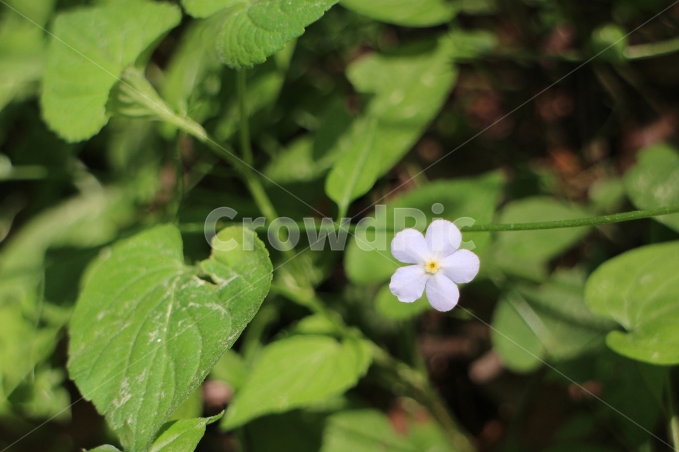 들꽃,흰꽃,꽃접사,들꽃접사,하얀꽃,식물,자연,plants,nature,꽃,flower