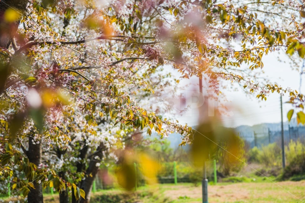 봄,오후,벛꽃,풍경,봄날,식물,자연,plants,nature,풍경,landscape,봄,계절,spring,season,꽃,flower,tree,나무,plant