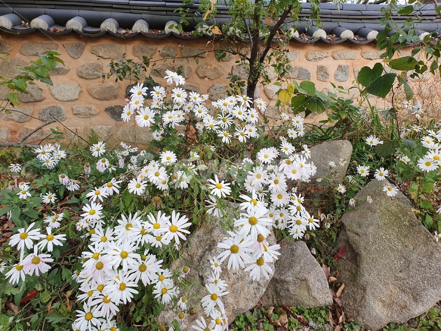 꽃,구절초,식물,구절초꽃,flower,식물,자연,plants,nature,꽃,flower