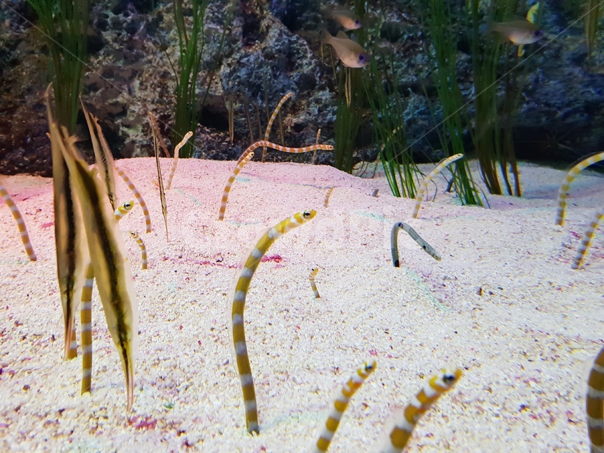물뱀,물지렁이,수족관,수조,아쿠아리움,동물,animal,어류,물고기,fish