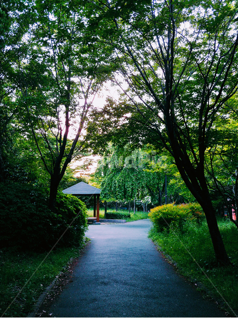 숲,나무,풍경,초록,공원,여름,감성,나뭇잎,나무밑,자연,nature,landscape,계절,summer,season,휴식,힐링,rest,relaxation,healing,식물,plants,forest,green,자연,풍경,nature,landscape,arbour,정자,garden,정원,outdoors,옥외