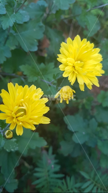 꽃,들꽃,flower,wildflower,꽃잎,petal,floralleaf