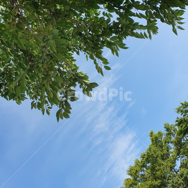 하늘,나무,구름,자연,나뭇잎,바람,시원한,식물,초록,파랑,plants,leaf,sky