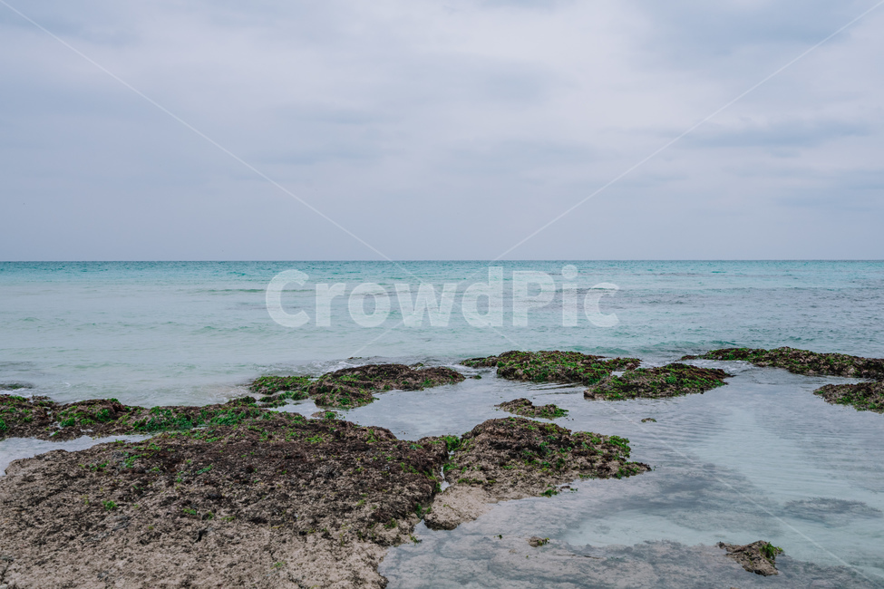제주도,바다제주바다,자연,풍경,겨울바다,해변,파도,sea,jeju,korea,landscape,nature,자연,풍경,nature,landscape,한국자연풍경,한국자연경관,korea nature landscape,제주도,jeju,jeju island,plant,식물,algae,조류