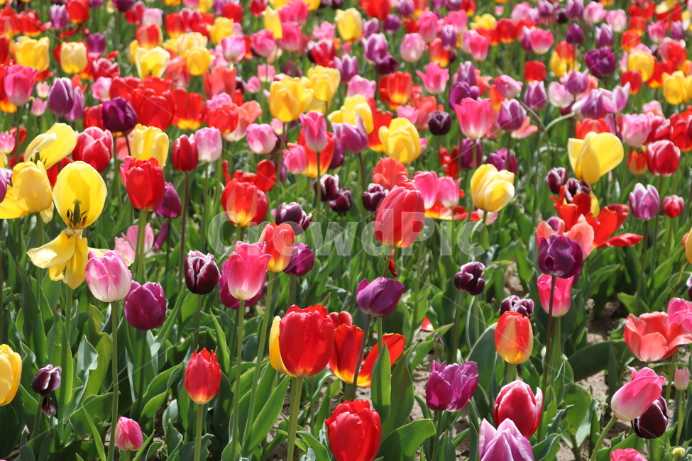 튤립,봄꽃,tulip,spring,튤립축제,flowers,식물,공원,꽃축제,배경,빨간색,노란색,colorful,beautiful,red,yellow,가든,화단,정원,봄,자연,꽃,plants,nature,landscape,식물,자연,plants,nature,꽃,flower