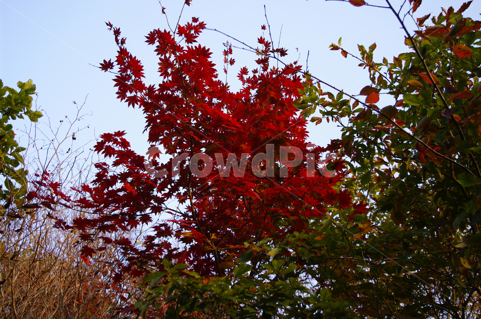 단풍,가을,나무,잎,식물,가을,계절,fall,autumn,season,자연,풍경,nature,landscape,leaf,plant,tree,maple