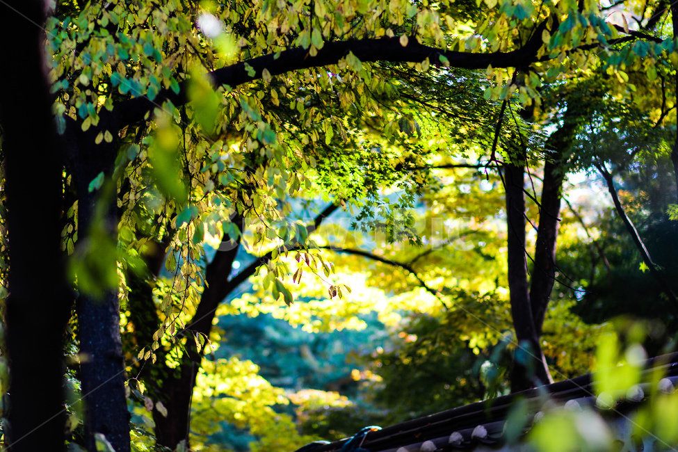 단풍,단풍나무,나뭇잎,잎사귀,가을,가을풍경,낙엽,천고마비,알록달록,autumn,가을축제,단풍축제,단풍놀이