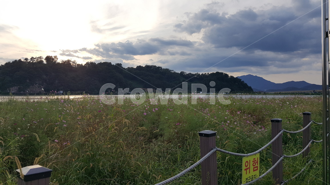 산,들,저녁,아카시아,acacia