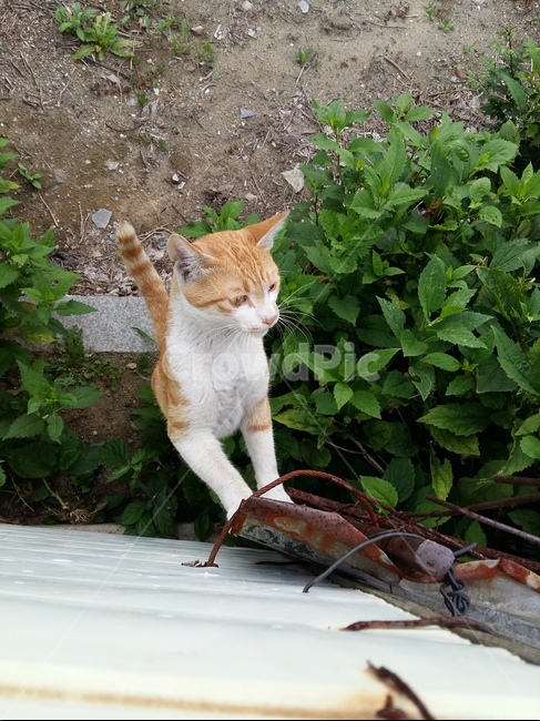 길고양이,고양이,노랑고양이,귀여움,풀,마당