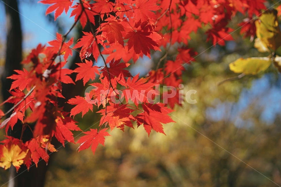 단풍나무,단풍,가을,계절,fall,단풍잎,autumn,낙엽,나무,season,가을,계절,fall,autumn,season,plant,식물,leaf,잎,tree,maple