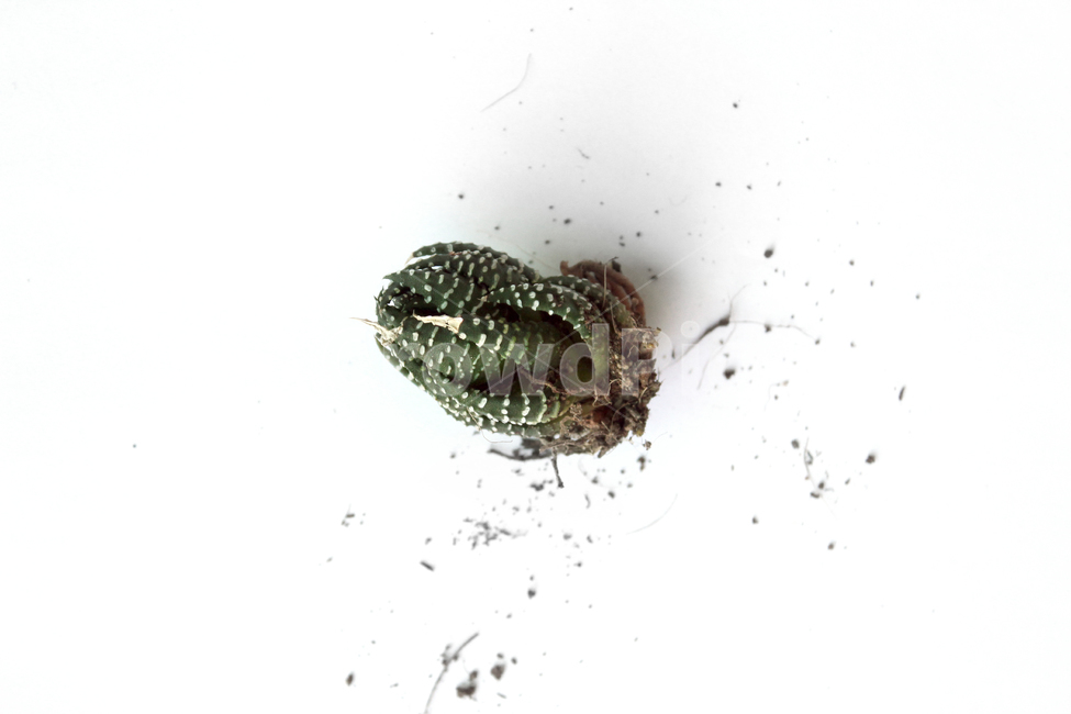 cacti,cactus,closeup,green,highview,macro,natural,plant,soil,succulents,white,식물,자연,흙,다육이,선인장,다육식물,녹색,그린,흰배경,탑앵글,탑뷰,뿌리,식물,자연,plants,nature,누끼,remove background
