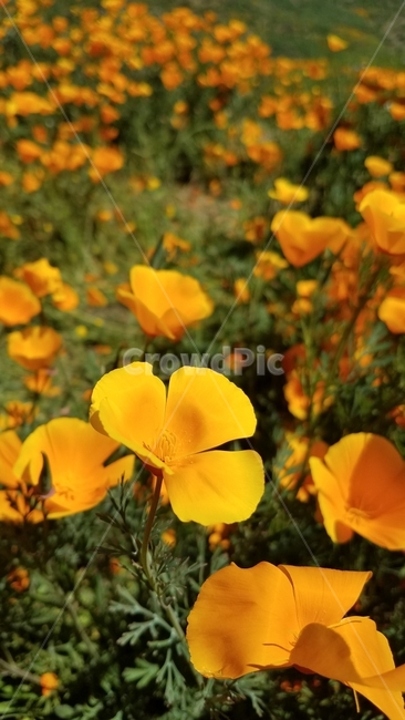 꽃,캘리포니아,자연,식물,들판,노란꽃,식물,자연,plants,nature,꽃,flower