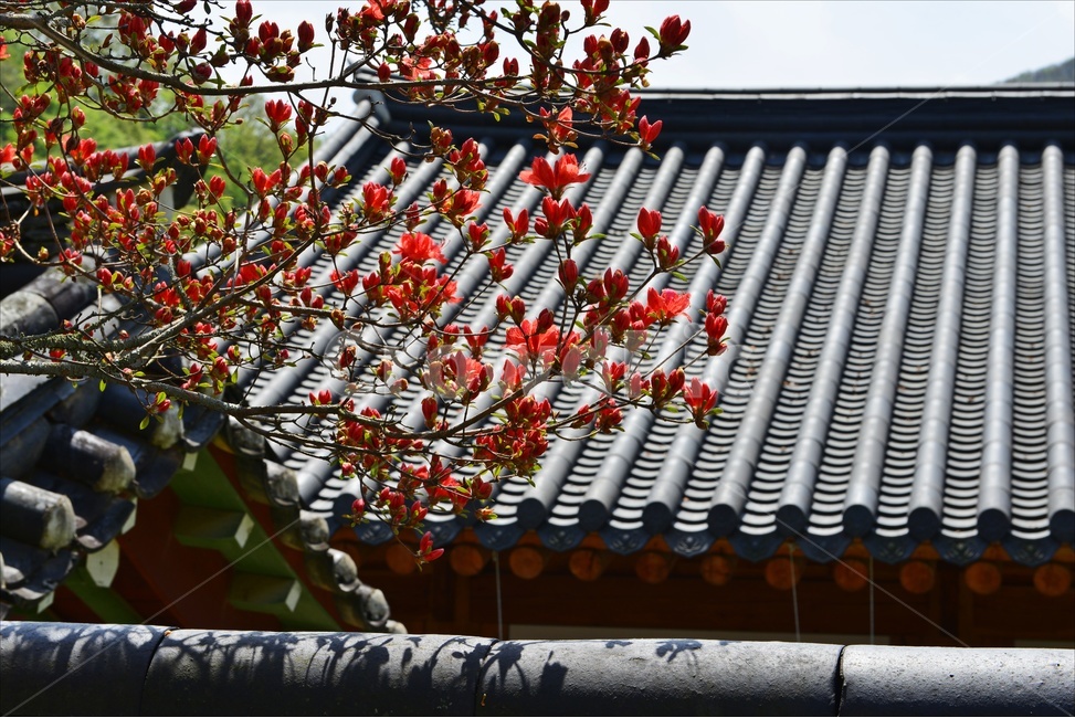 장성,백양사,사찰,절,철쭉,철쭉꽃,꽃,nature,자연,outdoors,봄,계절,옥외,building,건물,architecture,건축물,roof,지붕