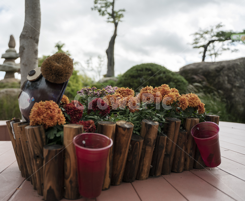 꽃,식물,정원,가을,화분,봄,flower,flowers,garden,plant,고화질,빈티지,감성,식물,자연,plants,nature,꽃,flower