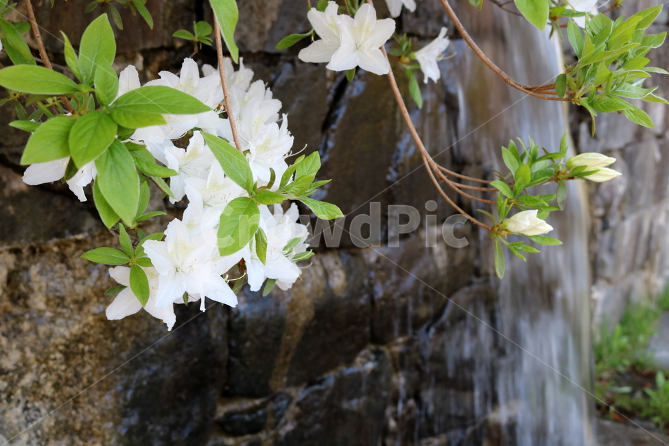 꽃,철쭉,철쭉꽃,진달래,식물,나무,흰꽃,자연,봄,식물,자연,plants,nature,꽃,flower