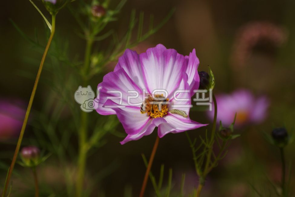 코스모스,꽃,벌,꿀벌,개화,식물,자연,가을,계절,분홍색,흰색,자주색,꽃잎,접사,클로즈업,한송이,cosmos,flower,plant,nature,autumn,season,pink,white,purple,petal,closeup,꽃,flower