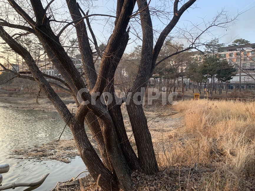 동탄호수공원,식물,나무,동탄겨울,겨울철동탄,동탄호수공원풍경,동탄,2동탄,겨울철나무