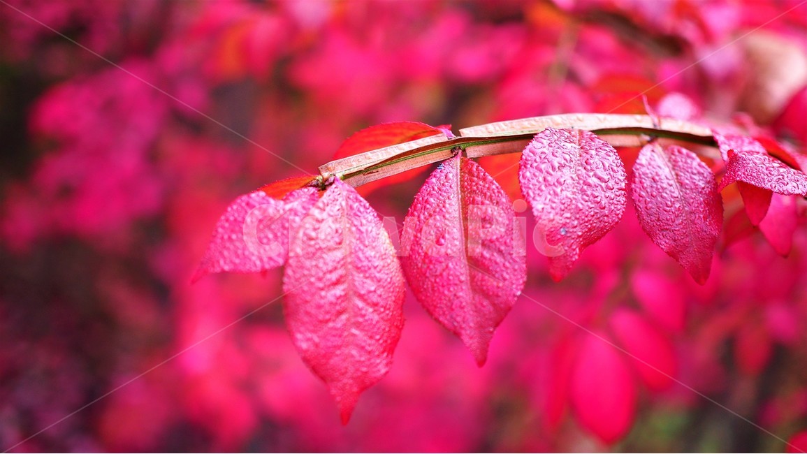 나뭇잎,빨간잎,강렬한,red,pink,분홍잎,가을,단풍,식물,나무,nature,leaf,vivid,가을,계절,fall,autumn,season,식물,자연,plants,nature,잎,plant,veins,정맥